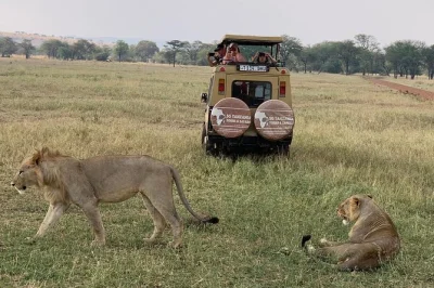 Découvrez un safari de 3 jours en tanzanie au cratère de ngorongoro, au lac manyara et à tarangire. observez éléphants, lions et bien plus. aventure guidée tout compris.