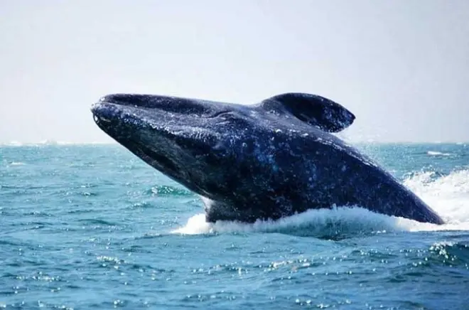 Whale watching a Loreto: Mare di Cortez con guide locali