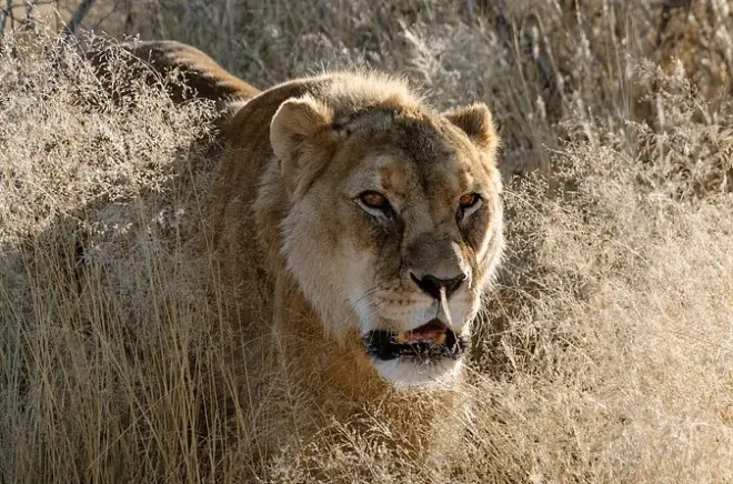 N/a'ankuse Wildlife Sanctuary tour from Windhoek: Feed carnivores