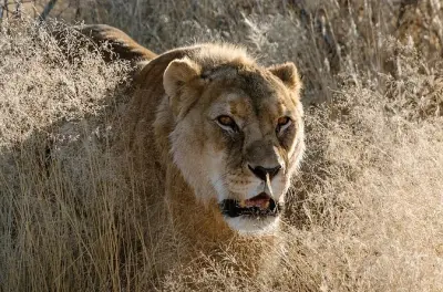 Nourrissez les carnivores au sanctuaire N/a'ankuse près de Windhoek