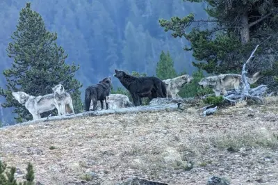Safari privato a Yellowstone con pranzo: Tour mattutini fauna
