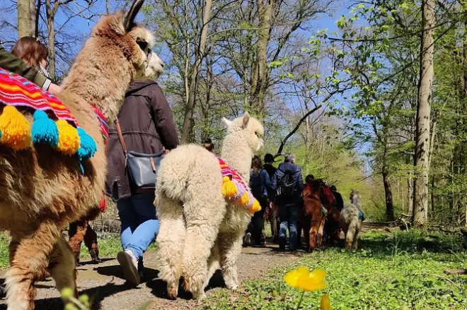 Excursión con alpacas en Richmond Castle cerca de Braunschweig