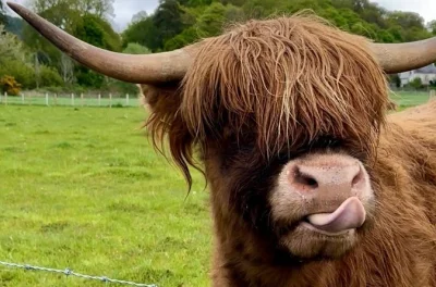 Hear stories on a highland day trip from invergordon—loch ness, culloden battlefield, cawdor castle, clava cairns—with entry tickets and port pickup included.