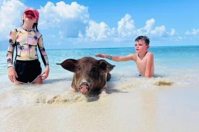 Feel the splash with nassau’s swimming pigs, snorkel vibrant reefs, and meet turtles near rose island. includes lunch, drinks & all gear—no hidden fees.