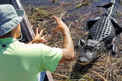 Erlebe die everglades hautnah: geführter naturspaziergang, 1-stündige airboat-fahrt und echte tierbegegnungen – inklusive hoteltransfer und snacks.