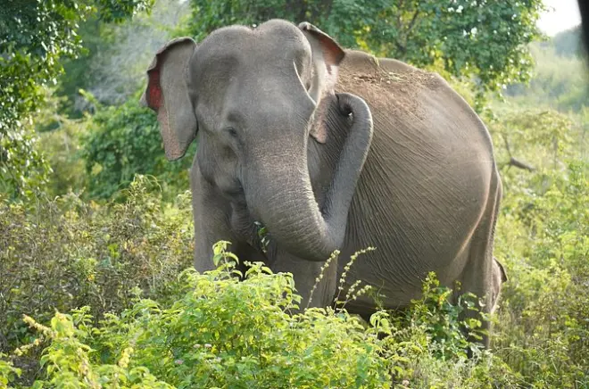 Udawalawe Safari Tour: 3-Hour Jeep Safari & Elephant Home