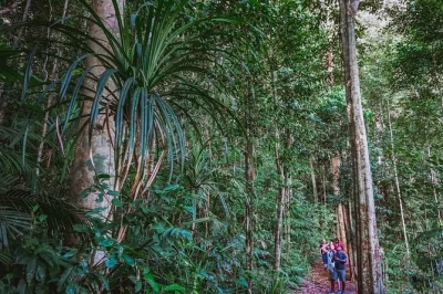 Entdecke den schnabeltier bei dämmerung, wandere durch uralte regenwaldpfade und beobachte seltene nachtaktive tiere auf einer kleinen atherton tablelands nacht-tour ab cairns mit abendessen und loka