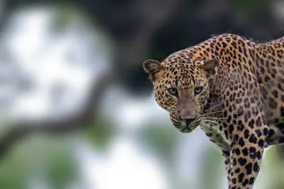 Safari no parque Yala com leopardos e elefantes, saindo de Galle