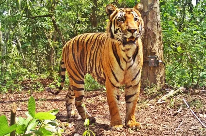 2-Day Bandipur Tiger Reserve Tour from Bangalore with Somnathpur