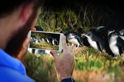 Erlebe die rückkehr der blauen pinguine bei dämmerung auf der otago peninsula in dunedin. nahaufnahme, māori-geschichten und geführter zugang zum reservat inklusive eintritt.