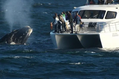 Feel the thrill of whale watching off hermanus with a marine specialist guide, close-up views from a catamaran, and light refreshments included. book your seat now.