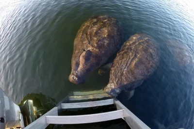 Despierta con los gigantes de crystal river: nada con manatíes en grupos reducidos, acompañado por un guía local. incluye todo el equipo, bebidas calientes y vestuarios calefactados.