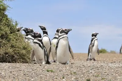 Tour a Punta Tombo desde Puerto Madryn: Grupo pequeño