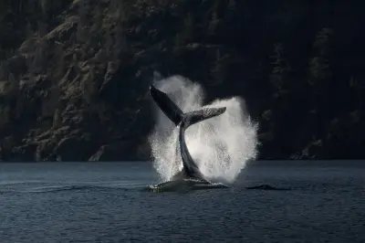 Avistamiento de ballenas en Zodiac desde Campbell River, 6 horas
