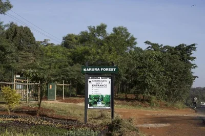 Explore karura forest in nairobi with a local guide. see waterfalls, wildlife, and historic mau mau caves on a morning or afternoon walking tour.