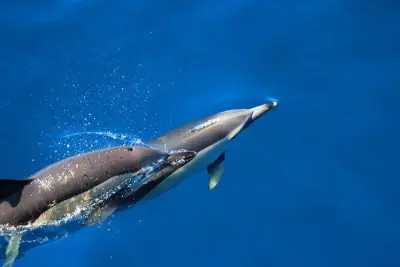 Nadar com golfinhos selvagens em Terceira: Atividade nos Açores