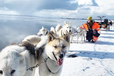 Feel the rush of husky sledding near reykjavík, meet rare greenlandic dogs, and glide through iceland’s wild landscapes. includes 35-min ride and optional pickup.