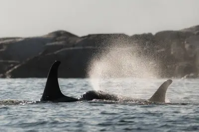 Avistamiento de ballenas y fauna en Zodiac desde Campbell River