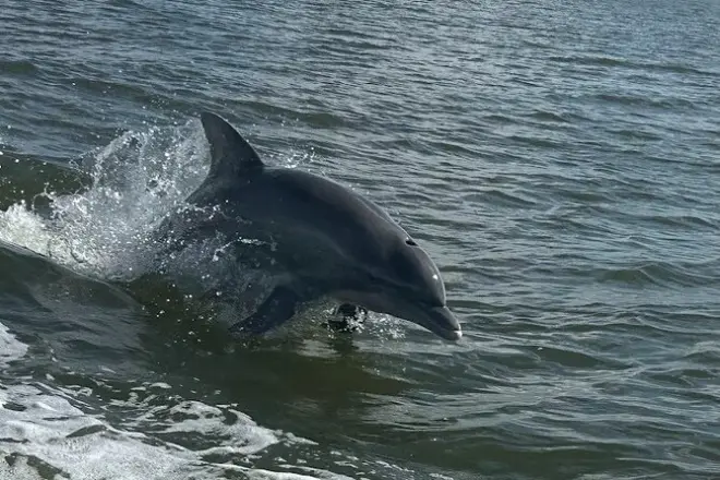 Private Dolphin Sightseeing Excursion: Orange Beach Boat Charter