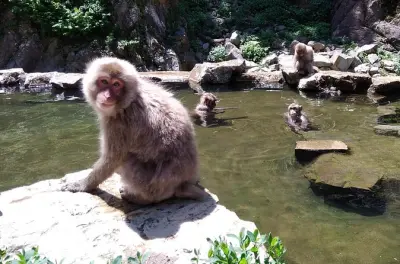 Aluguel de bike em Nagano: Parque dos macacos da neve no seu ritmo