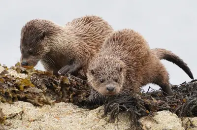 Wildtierbeobachtung auf Skye: Steinadler und Otter