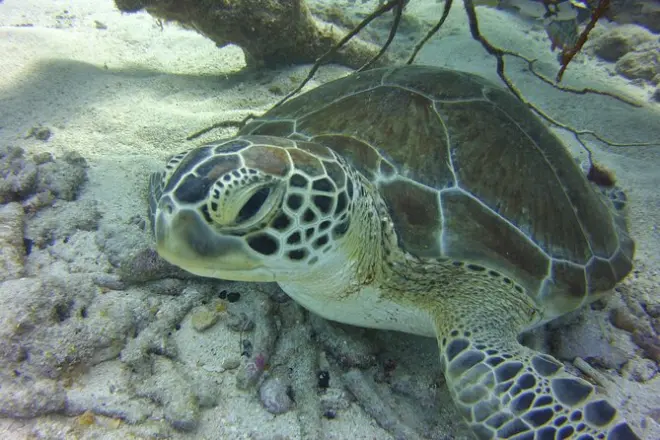 Schnorcheln in Key Largo: Korallenriff mit Ausrüstung inklusive