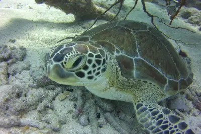 Snorkeling in Key Largo: Coral Reef with gear included