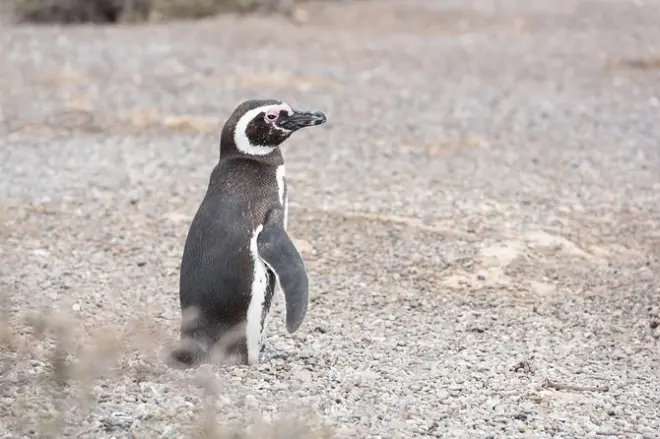 Península San Lorenzo Valdés: Colonias de pingüinos