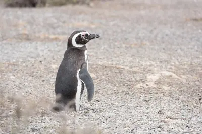 Península San Lorenzo Valdés: Colonias de pingüinos