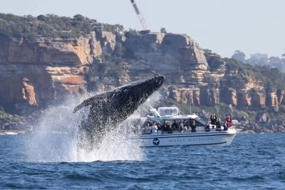 Feel the ocean spray on a sydney whale watching boat trip with small groups, expert crew, and up-close views of migrating humpbacks. includes all fees.