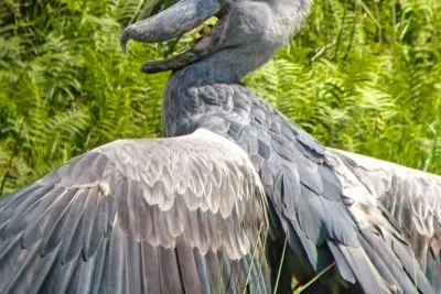 Mabamba-Sumpf Shoebill-Touren in Uganda: Seltenen Vogel entdecken