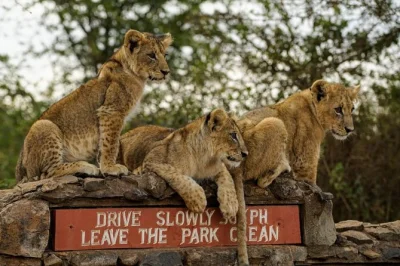 Experience nairobi national park, giraffe center & karen blixen museum in one day. see wildlife, local culture & history with hotel pickup included.