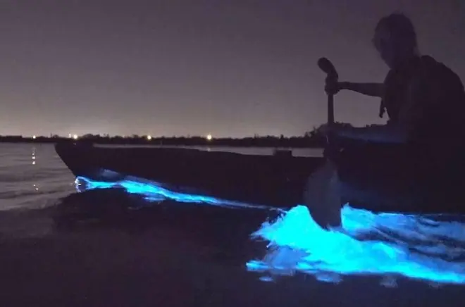 Kayak bioluminiscente cerca de Orlando: Kayak transparente y brillo