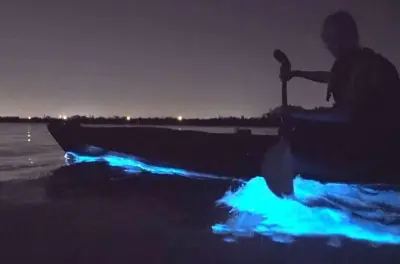 Bioluminescence Kayaking near Orlando: Clear Kayak & Glow