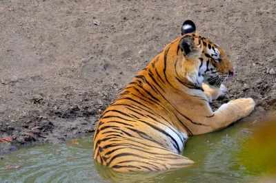 Entdecke guindy nationalpark mit blackbucks, erlebe riesige krokodile im madras crocodile bank und besuche den vandalur zoo – inklusive guide, mittagessen und privatem auto.