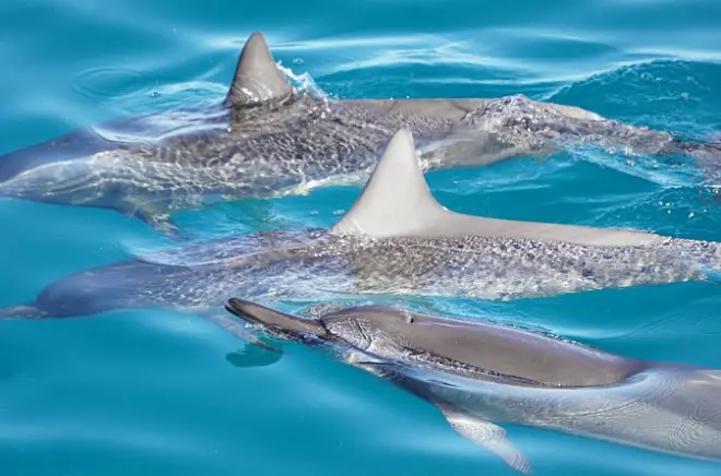 Snorkeling Big Island: Dolphins, Two Reefs & Lunch from Honokohau