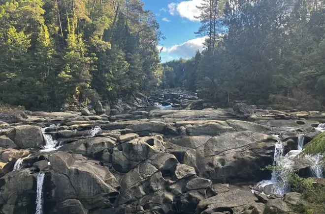 Caminata en McLaren Falls y Puketoki: Senderos en bosque nativo
