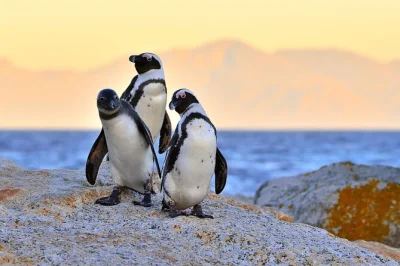 Wake up to cape town’s colors, ride table mountain cableway, meet penguins at boulders beach, and sip local wine—all in one private day tour with pickup.