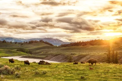 Feel the wild energy of yellowstone’s geysers, watch bison in hayden valley, and wander the grand canyon of the yellowstone on a guided day trip with snacks and pickup.