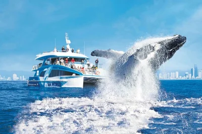 Feel the thrill of humpback whales up close on a gold coast cruise, with expert guides, live commentary, and a whale sighting guarantee. includes parking & accessible options.