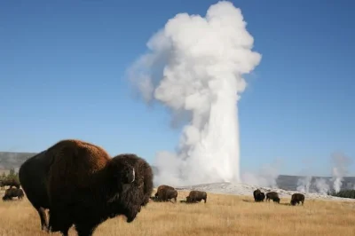 Feel the steam at old faithful, spot bison in hayden valley, and walk geyser basins on a full yellowstone day trip with guide, lunch, and all park highlights included.
