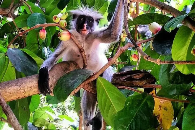 Kizimkazi : Singes colobes rouges, tortues, cinq arrêts inclus