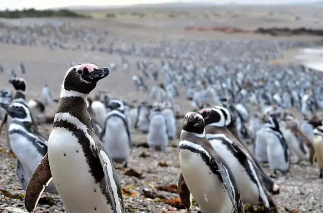 Excursão em Punta Tombo: Tour dos pinguins de Magalhães
