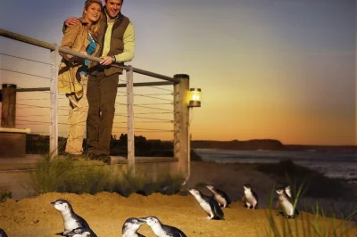 Erlebe die kleinen pinguine bei der phillip island penguin parade, spaziere entlang wilder klippenpfade und genieße eine entspannte abendessenpause. inklusive eintritt und lokalem guide.