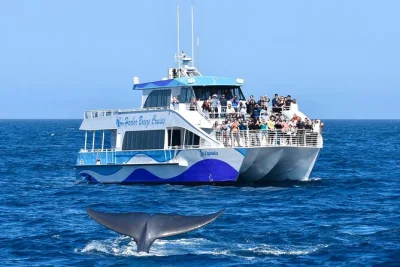 Feel the pacific breeze on a long beach whale watching cruise, guided by marine experts. spot whales, dolphins & sea lions. includes climate-controlled seating.