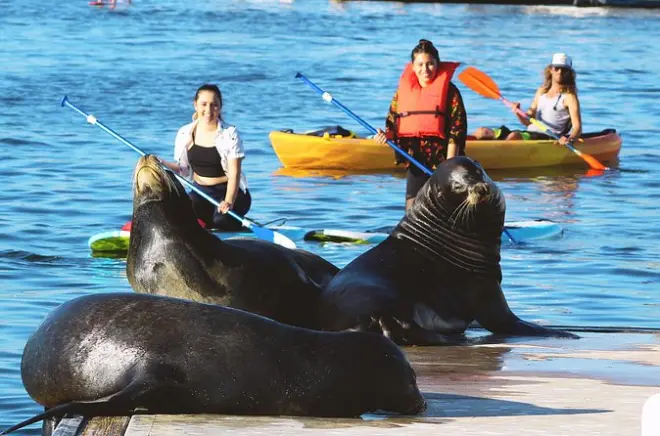 Kayak a Marina del Rey: Leoni marini e fauna selvatica