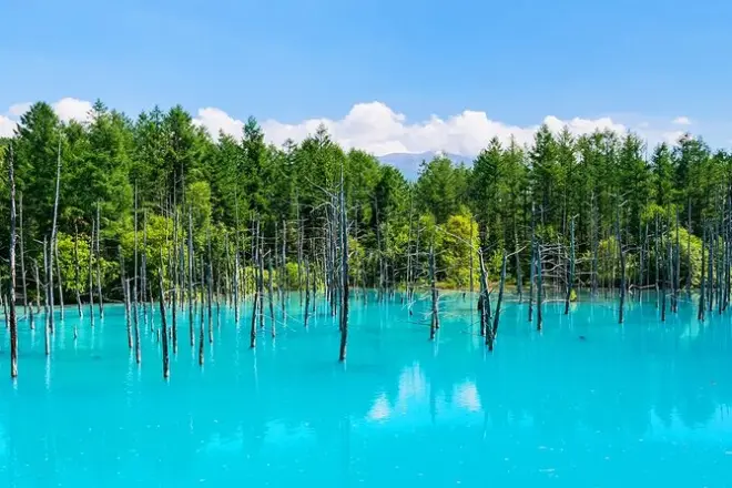 Shikisai-no-Oka e Blue Pond: Campi di fiori e percorso panoramico