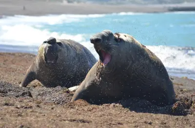 Observação de baleias na Península Valdés desde Puerto Madryn, 11h