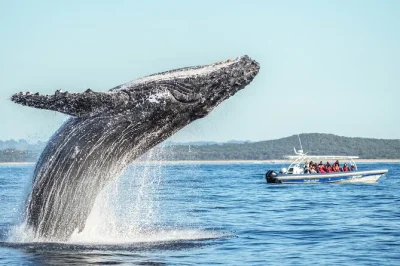 Feel the thrill of humpback whales up close on a byron bay cruise, guided by a marine biologist. includes ballina pickup, live commentary & free photos.