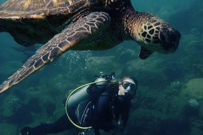 Erlebe die südküste von kauai bei einem 2-tank shore dive in der hanaka’ape bay. mit lokalen guides entdeckst du bunte riffe, grüne meeresschildkröten und genießt snacks zwischen den tauchgäng